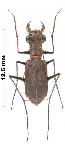 Odontocheila chrysis